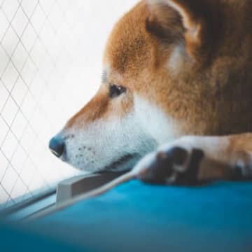 犬が「不幸」を感じているサイン「愛犬には幸せでいてほしい」というのは、飼い主さんなら当然の思いです。...