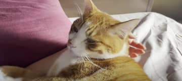 にゃん兄弟と一緒に、のびのびまっまり過ごすため… 出典：猫と人間の家族 ママさんが猫部屋にやってきま...