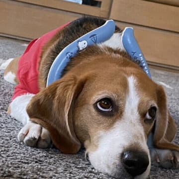 「楽しく愛犬と暮らしたいだけなのに、しつけって必要なの？」こっそりそう思っている飼い主さんもいるかも...