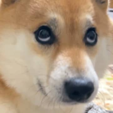 柴犬さんがコミカルな上目遣いを披露♪ワンちゃんに上目遣いでじーっと見つめられると、何でも言うことを聞...