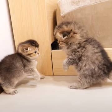 YouTubeの「Kitten Class」チャンネルに、小さな猫たちの戦いの様子が投稿されました。...