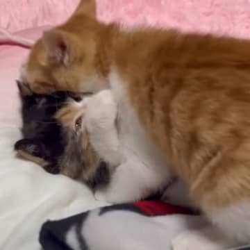 YouTubeチャンネル「猫島おこげ はっさく」に投稿されたのは、生き別れたきょうだい猫ちゃんが再開...