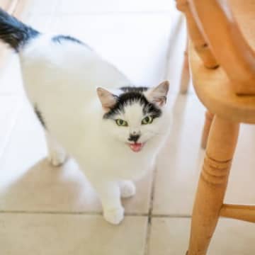 1.ご飯を食べたい猫が鳴きながら近寄ってきたら、お腹が空いているかもしれません。「お腹ペコペコニャー...
