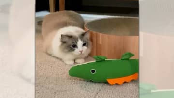 おもちゃを狙ってお尻むずむず…猫がおもちゃで遊んでいる時や、猫同士でじゃれあっている時にお尻をふる仕...