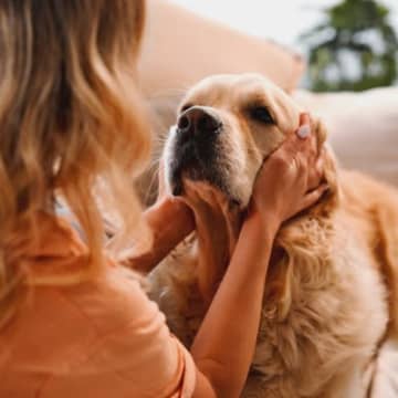 どんな気持ち？犬が『んー』と鳴く心理5選愛犬が「んー、んー」というような鳴き声を出した時、皆さんは愛...