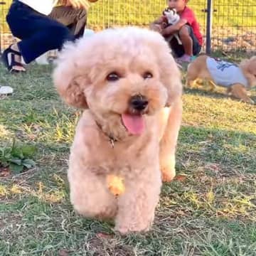社交的な姉犬とビビりな弟犬がドッグランに行った時の動画がYouTubeに投稿され、記事執筆時点で25...