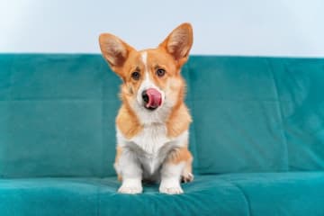 ストレスが愛犬の健康に悪影響を及ぼすことは知っていても、「これってストレス？」と迷うことがありますよ...