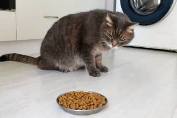 1.口臭が気になる口内炎が進行すると口臭が強く感じられるようになってきます。 猫の口臭は食後にキャッ...