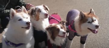 ボーダーコリーのリーちゃんとオーストラリアンシェパードのガルくんは、実家のハスキー犬アッシュとルディ...