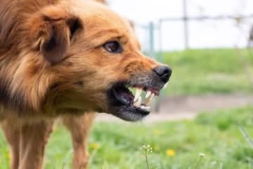 1.鼻の上にしわを寄せて牙を見せる犬が怒っているとき、牙（犬歯）をむき出しにするような表情をします。...