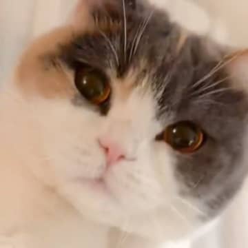 飼い主さんにカメラを向けられた猫さんが、遊び半分でカメラにオラオラと大接近！ゴロゴロとのどを鳴らしな...