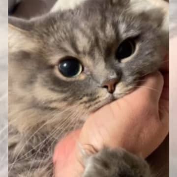 Instagramアカウント「あお.Ao.Siberian」に投稿されたのは、飼い主さんの手を掴んで...