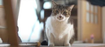 猫ちゃんが緊張状態な時って、見ていてもわかりますよね。まず、動きを止めて真剣なお顔になり…。 出典：...