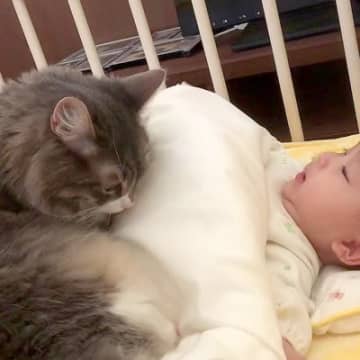 ベビーベッドで寝る赤ちゃんにべったりする猫の動画がYouTubeに投稿され、再生回数が232万回を突...