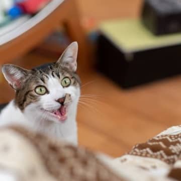 1.どこにでも付いてくるどこへ行っても猫がストーカーのように付いてくる…なんてことはありませんか？飼...
