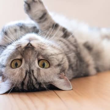 猫の「喜怒哀楽」にまつわるトリビアイマイチ何を考えているのかわからず、掴みどころのない猫。私達人間と...