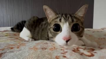 「ツチネコ、バビュン」 そうツイートされた動画に映るのは1匹の猫ちゃん。ツチノコポーズをとりながら、...