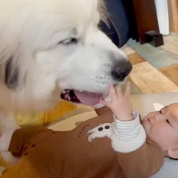 YouTubeチャンネル「山奥暮らしのシュシュ」に投稿された1本の動画が話題となっています。超大型犬...