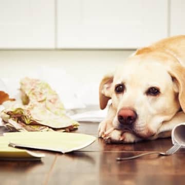 『愛情不足の犬』が見せるサイン5選 犬は飼い主からの愛情が不足すると、寂しさによって強いストレスを感...