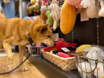 こんにちは。内田友賀です。 今日は「愛犬のおもちゃ遊び」のお話です。みなさんは、どのようにおもちゃを...