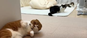 ぽこ太郎くんの息子猫、そしてうま次郎くんの兄猫である、春巻きくんを預かっています。 出典：スコスコぽ...