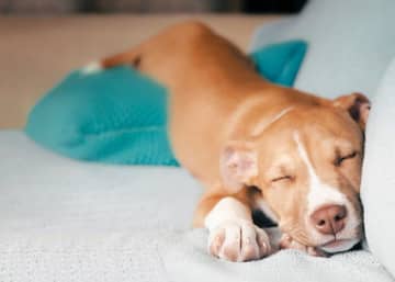 近年、犬の心因性の病気やトラブル、アレルギーの症例が増えているようです。その原因には、長いコロナ禍も...