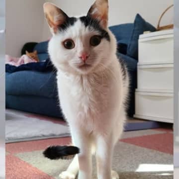 どこに行ったか知らない？と聞いてくる猫今回、X（旧Twitter）に写真を投稿されたのは、ちぼ@Ko...