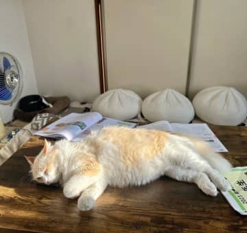 飼い主さんの娘さんが携帯電話を紛失して、家のなかは大騒ぎ。 引用元：＠omochi_nam01 そん...