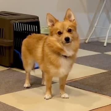 TikTokで話題になっているのは、そろそろご飯を食べたいと催促をするポメコギさんのお姿。催促の仕方...