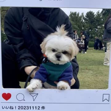 不機嫌丸出しのシーズーさんシーズーの「ほまれ」ちゃんは、飼い主さんと一緒にシーズーの祭典に参加しまし...