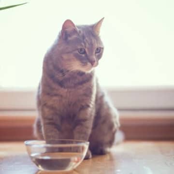 猫が「水を飲まない」理由として考えられる原因猫が健康を維持するためには、十分な水分補給がとても大切で...