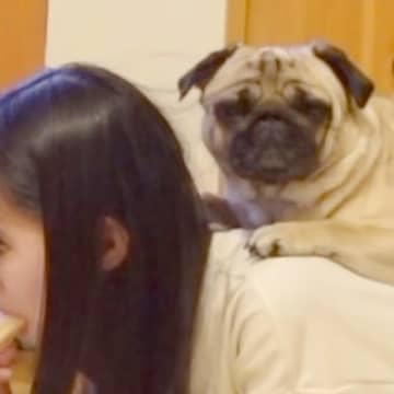 ワンコと女の子の可愛すぎるツーショットがYouTubeチャンネルで注目を集めています。投稿したのは、...