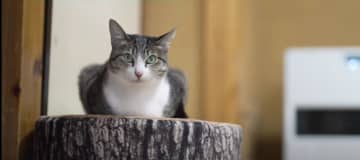 ねえ、くろみつくん。猫ちゃんの有名なあの座り方の名前って、なんでしたっけ? 出典：MAKO0MAKO...