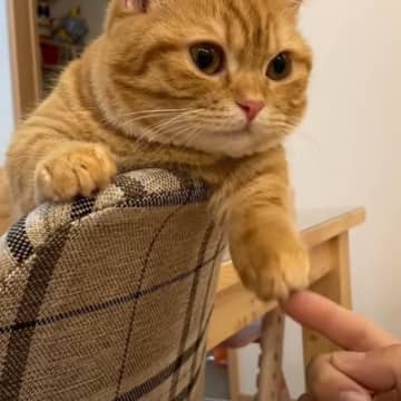 YouTubeチャンネル「ぷっちょnnel」に投稿されたのは、ダイニングテーブルの上でくつろぐマンチ...
