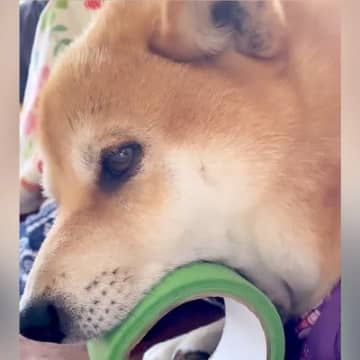 柴犬さんが養生テープにアゴ乗せしている…と思いきや、実はテープをガブッと咥えていた！？Instagr...