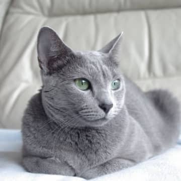 1.ニャンモナイト「ニャンモナイト」とは、猫の寝姿のひとつで、アンモナイトに似た丸い見た目になること...