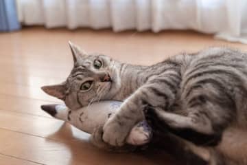 猫も年を重ねると、人の認知症と同じような症状が見られることがあります。海外の研究では、11～14才の...