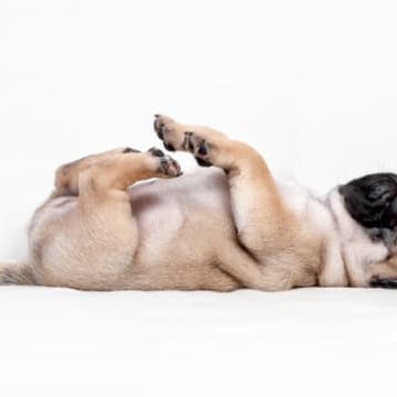 犬の「体勢」でわかる心理とはふとした時に見せる愛犬の「体勢」に（どんな意味があるの？）と思うことって...