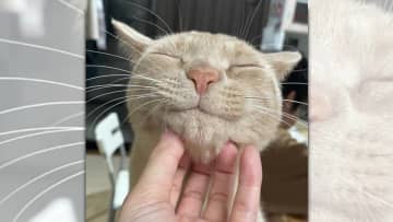 乱暴だけど甘えん坊なにゃんこ♡「ハマジ@xxhama2」さんは、個性豊かな5匹の猫＆2匹のハスキー犬...