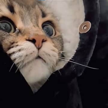 X（旧Twitter）に投稿されたのは、飼い主さんが着ている毛布の胸元に納まる猫さんの姿。うっとりし...