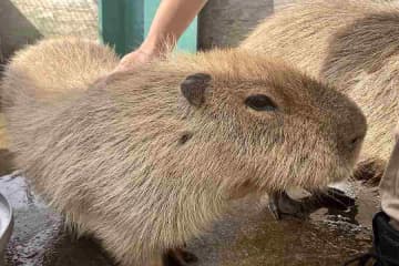 伊豆今井浜東急ホテルは、「今井浜ミニ動物園」を、3月23日と24日の2日間限定で開催する。 ガーデン...