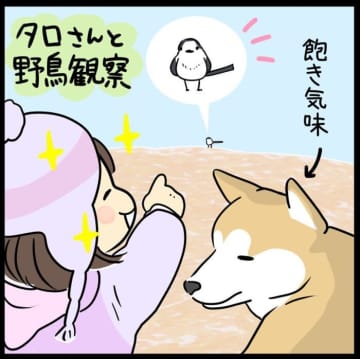 こんにちはさるわたりです。我が家は夫と私、柴犬のタロさん娘と暮らしています。 散歩中に見てしまうもの...