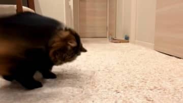 華麗なターン、これぞ王の品格にゃ！猫は優れた運動神経を持つ動物ですが、活発で身軽に動けるだけでなく、...
