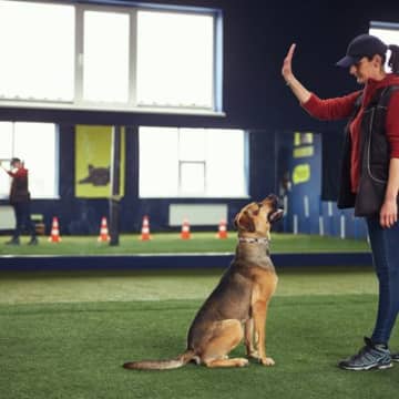 犬の問題行動は本当に犬が悪いの？それは当たり前の行動かもしれない犬が何か人間にとって困る行動をした時...