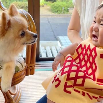 YouTubeチャンネル「ポメラニアンのポメくん」に、赤ちゃんを我が子のようにお世話するポメラニアン...