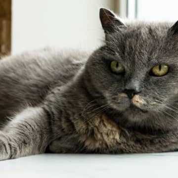 猫に「白髪」が生える原因とは猫の被毛も人間と同様、毛色は「メラニン色素」という色素細胞の働きによって...