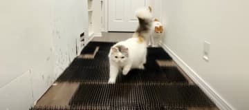 廊下に並べられた猫よけ♪まずはレベル1です！これは簡単でしょうか！？危なげなくふたりとも余裕でクリア...