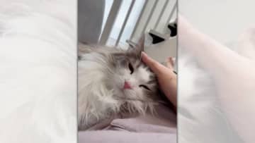 猫さんと一緒に癒しのひと時を…♪何かと忙しい毎日でも、ソファーでまったりとくつろぐ時間は必要ですよね...