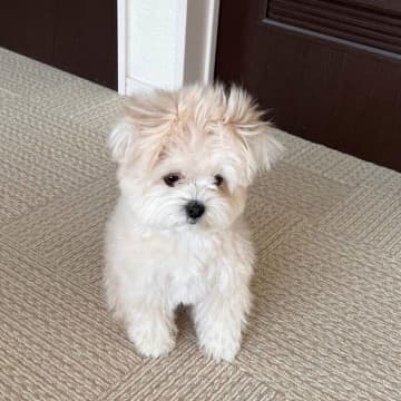 シャンプー後の犬の姿に反響が！ 引用元：@tetesta.614 紹介するのは、Instagramユ...