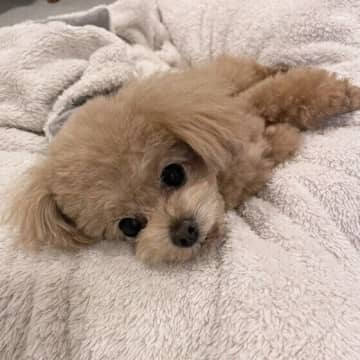 愛犬のしぐさや行動を見て「何を伝えたいんだろう？」と疑問に思った経験はありませんか？この記事では、犬...